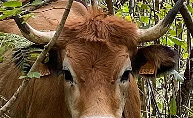 Espinareu en Espinaredo (Asturias) - Foto 1