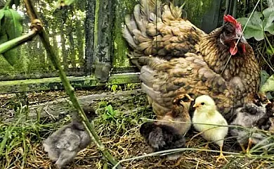 Casa Remis en Piloña (Asturias) - Foto 3