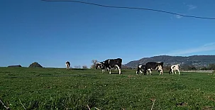 Casa Pepín - Sagasta Rural 003