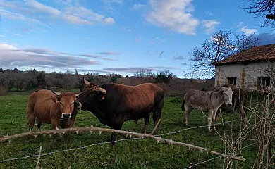 Casa Pepín - Sagasta Rural en Oviedo (Asturias) - Foto 1