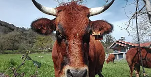 La Casona de Belmonte de Miranda 005