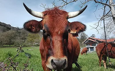 La Casona de Belmonte de Miranda en Belmonte de Miranda (Asturias) - Foto 5