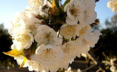 Complejo Rural Turimaestrat en Sant Mateu (Castellón) - Foto 6