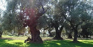 Complejo Rural Turimaestrat 0020