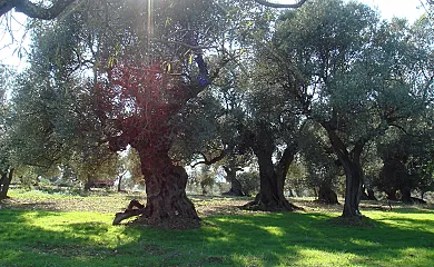 Complejo Rural Turimaestrat en Sant Mateu (Castellón) - Foto 20