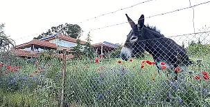 Fuente Cárdena 0036