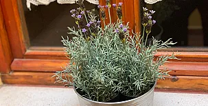 Alojamientos El Horno 0028