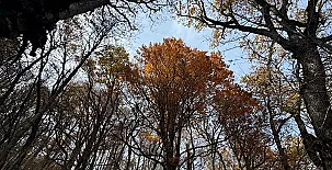 Alojamientos El Horno 0030