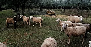 El Venero de Móstoles 004