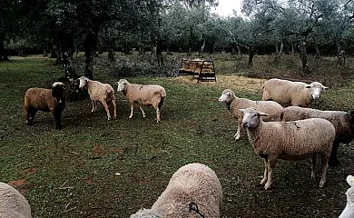 El Venero de Móstoles en Constantina (Sevilla) - Foto 4