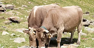 L´Hort del Metge 007