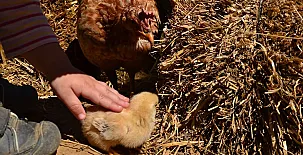 Camino del Castaño 005