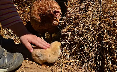 Camino del Castaño en Galaroza (Huelva) - Foto 5