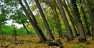 Camino del Castaño 0026