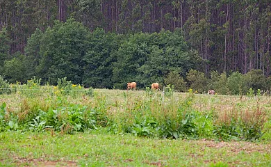 Casa Rico de Medín en O Pino (A Coruña) - Foto 2