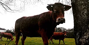 A Nave de Ferreira 004