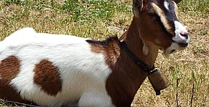 La Riguera de Ginio 005