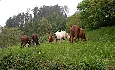 Lizolagoiena Nekazalturismo Jasangarria en Asteasu (Guipuzcoa) - Foto 2