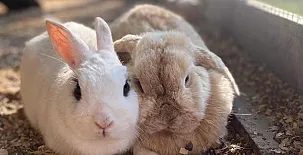 Agroturismo Anziola 002