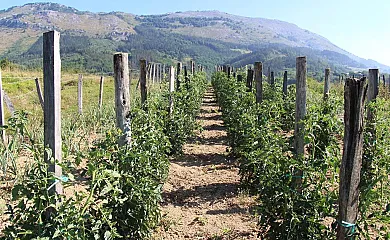 Balentziaga en Azkoitia (Guipuzcoa) - Foto 3