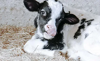Apartamentos Pura Agro Vida en Galizano (Cantabria) - Foto 5