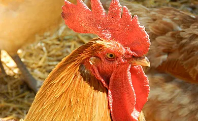 Finca EL Gales, Cortijo Los Olivos en Orgiva (Granada) - Foto 20