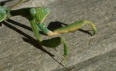 Finca EL Gales, Cortijo Los Olivos en Orgiva (Granada) - Foto 21