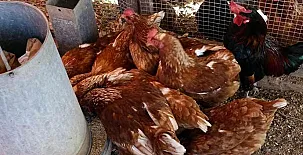 Ca n´Aleix y L'era de Cal Roger 0031