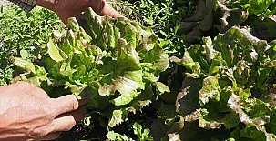 Ca n´Aleix y L'era de Cal Roger 0032