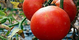 Ca n´Aleix y L'era de Cal Roger 0034