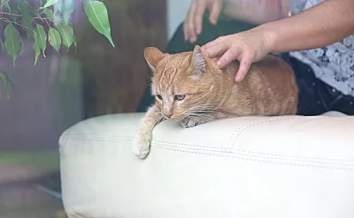 Casa 110 en Aldea Del Fresno (Madrid) - Foto 7