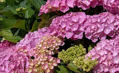 Txortako Txikia en Orbaitzeta (Navarra) - Foto 17