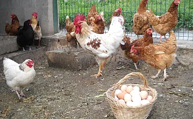 Mas Meya en Puigcerdà (Girona) - Foto 16