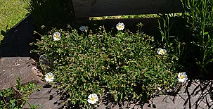 Casa Rural El Cedro 0035