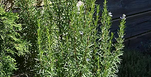 Casa Rural El Cedro 0048