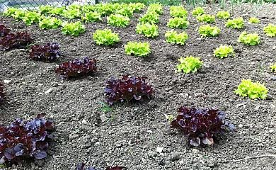 Izarre en Errezil (Guipuzcoa) - Foto 4