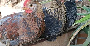 Mas de la Segarra 0026