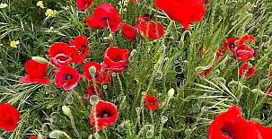 La Cueva Blanca 0016