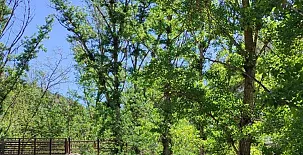 Señorio de Ves 0023