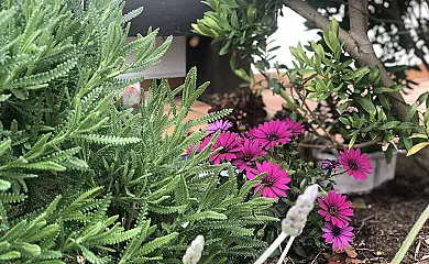 Las Candelas en Oreña (Cantabria) - Foto 6