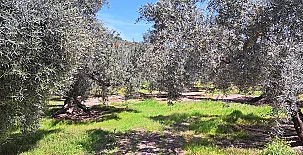 El Cortijo de Don Manuel 0010