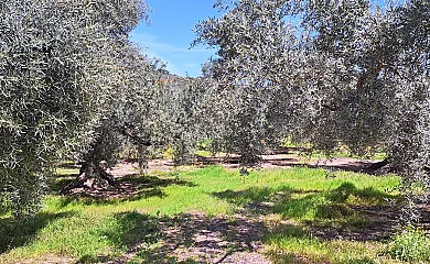 El Cortijo de Don Manuel en Algarinejo (Granada) - Foto 10