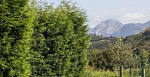 Casina del Naranjo - Casinas de Linares 0015