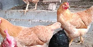 Santa Klara Alojamiento rural 008