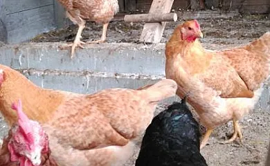 Santa Klara Alojamiento rural en Zumaia (Guipuzcoa) - Foto 8