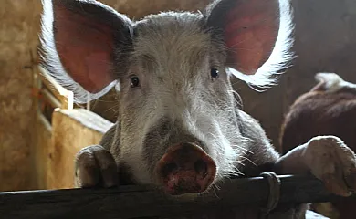 Santa Klara Alojamiento rural en Zumaia (Guipuzcoa) - Foto 20