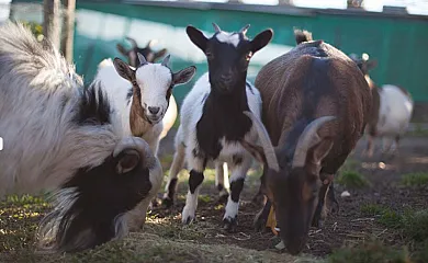 Santa Klara Alojamiento rural en Zumaia (Guipuzcoa) - Foto 18