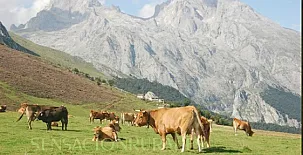 Vivienda Vacacional El Llagu Villa 0014