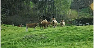 Vivienda Vacacional El Llagu Villa 0022