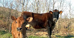 Finca El Becerril 0022